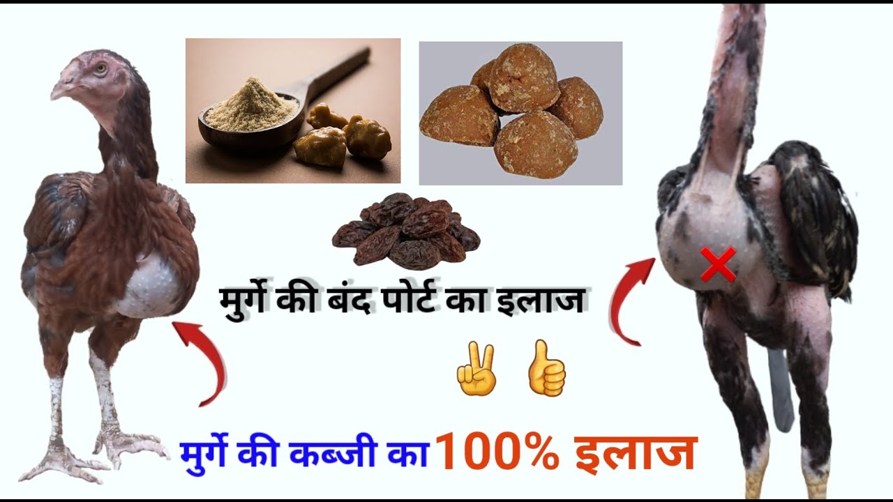 असील मुर्गे की बंद पोर्ट का इलाज | Murgi Ke Hazma Ka Ilaj, Murgi Ke kabzi Ka Ilaj, #aseelmurgake