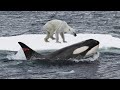 أفضل 5 لحظات صيد للحيتان القاتلة تم تصويرها بالكاميرا هجمات الأوركا التي ستدهشك