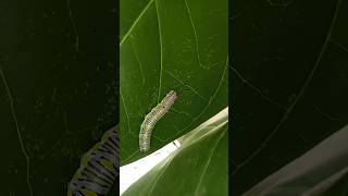caterpillars eat a whole leaf #green timelapse #gtl #timelape