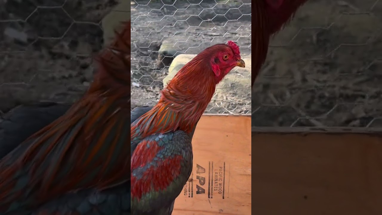 9 ноября 2025 г. 15M кросс питбулю и Паме VIP косем