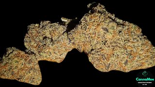 REVIEW 🔥🙏#Avaay 23/1 CR mit 23,4% THC #Crescendo #indica #Kanada #livingsoil #Fuga #organic
