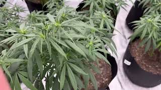 Beginner Blue Dream grow 11 days in flower