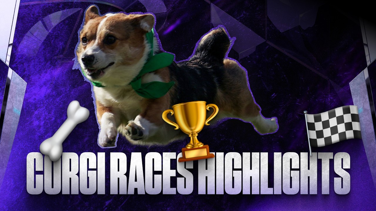 Corgi Races Highlights | Baltimore Ravens - YouTube
