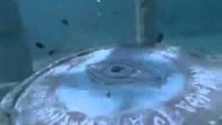 Fishtales 2 Sneak Peek Fanmade