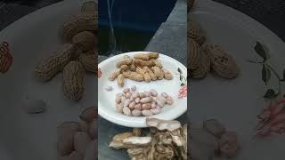kacang lupa kulitnya#shorts