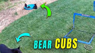 Bear Cubs Playfully Enters Toddler’s Pool as Mother Walks Nearby