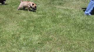 Siberian Husky Mix Puppies For Sale