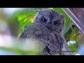Výreček malý (Otus scops), Zwergohreule, Eurasian scops owl