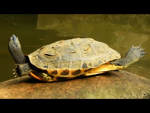 烏龜翹 Turtle Sunbathing