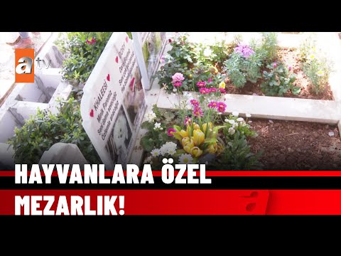 Evcil hayvan mezarlığı - atv Ana Haber 2 Mayıs 2022