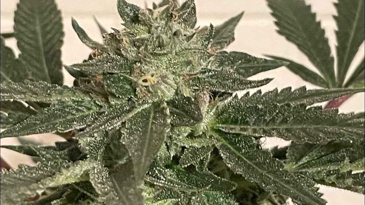 Week 8 flower update about Fade cannabis grow