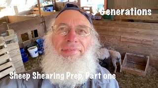 Shearing Sheep  Finnsheep, Prep