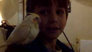 Joey’s new bird, Noisy.