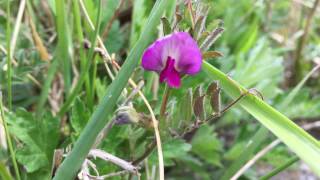 Lathyruswikke (Vicia lathyroides) - 2017-04-27