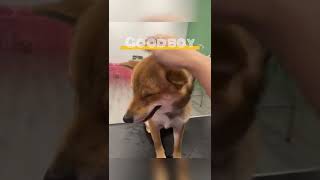 Shiba Inu that hates blow drying