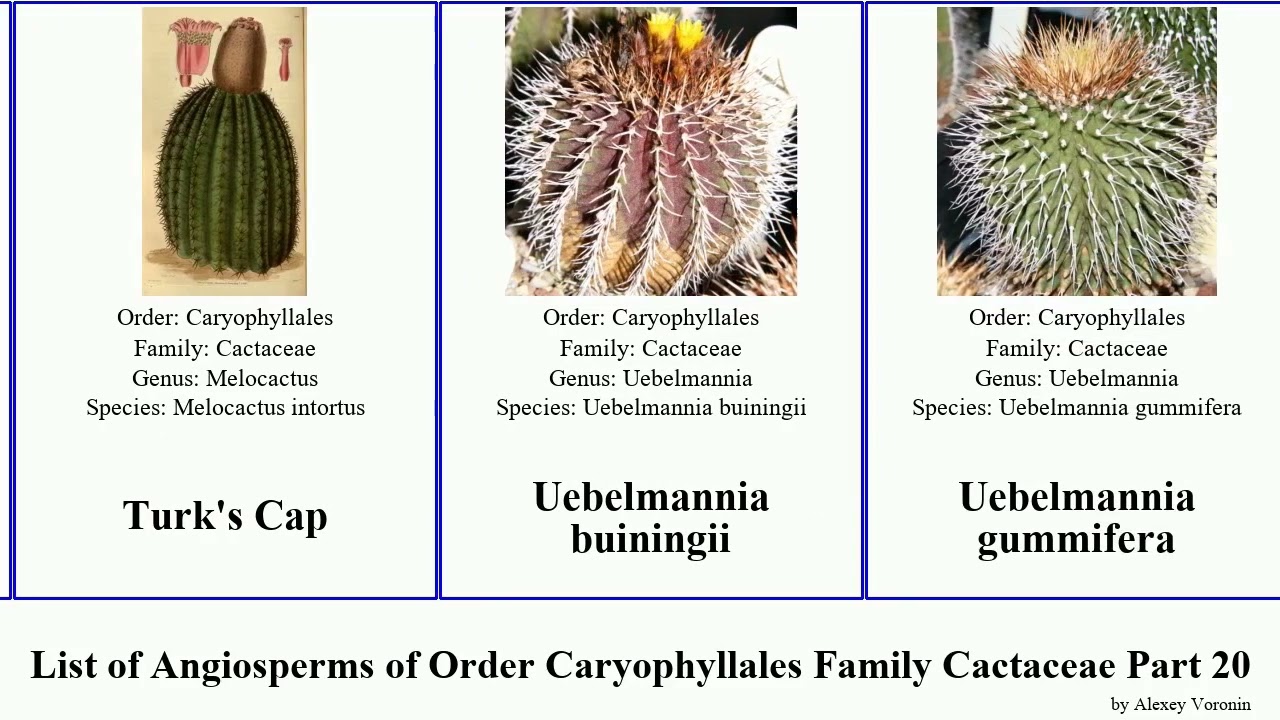List of Angiosperms of Order Caryophyllales Family Cactaceae Part 20 turbinicarpus weberocereus