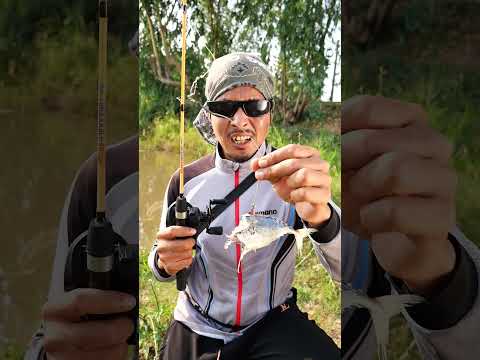 สายเหยื่อสด มีตัวเป็นโดน🎣😆🤣 #ตกปลา #สายเหยื่อสด