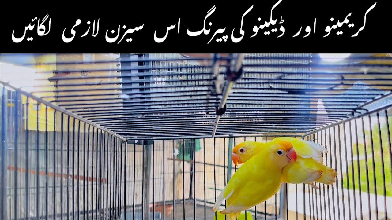 Cremino or decino season 2023 best pairing