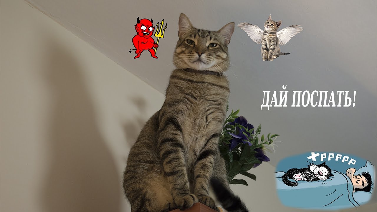 Как отучить кота носится ночью по квартире