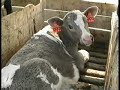 Calves Confined at Mendes Calf Ranch