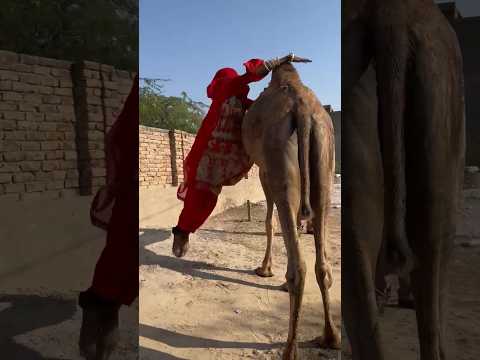 الغلا الوكره   الكوليرا الجيلي  الفوارس 