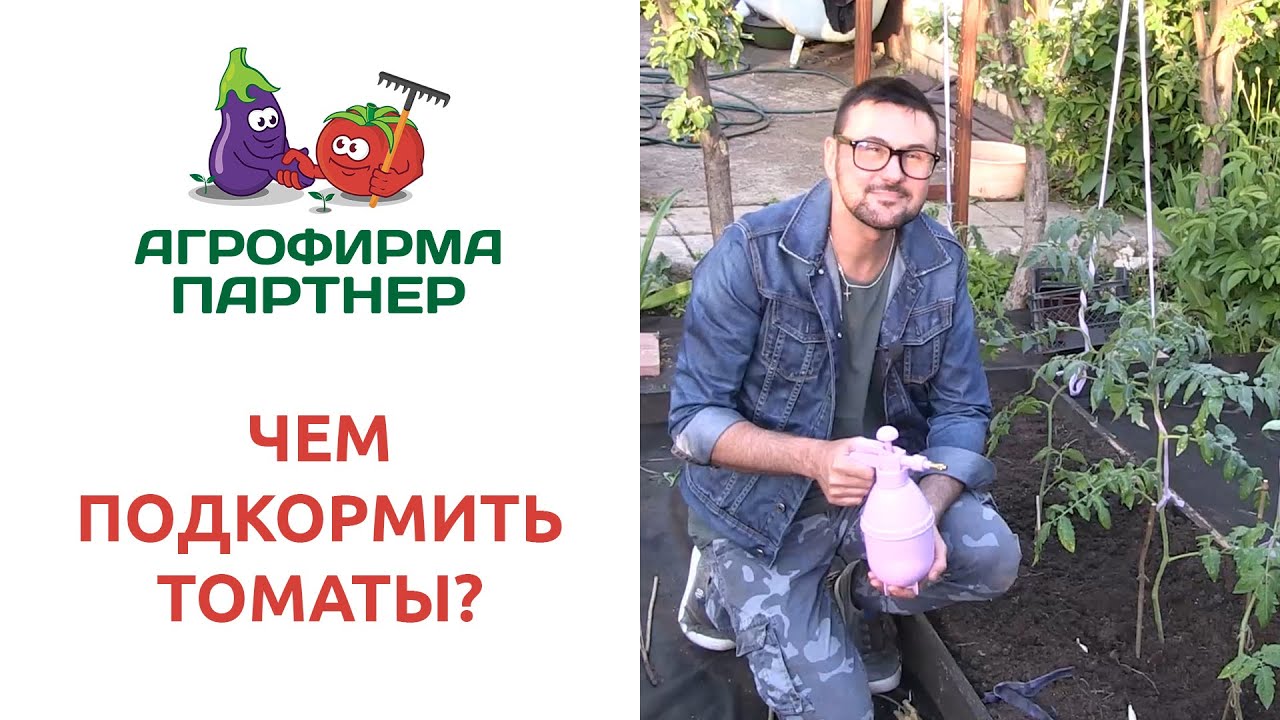 ЧЕМ ПОДКОРМИТЬ ТОМАТЫ?