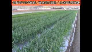 20121116スイートハニーオニオン出荷