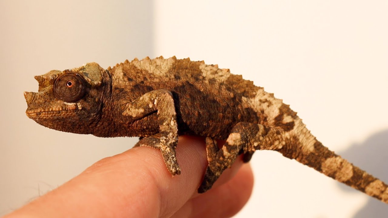 Chameleon sunbathing [Jackson Chameleon] - YouTube