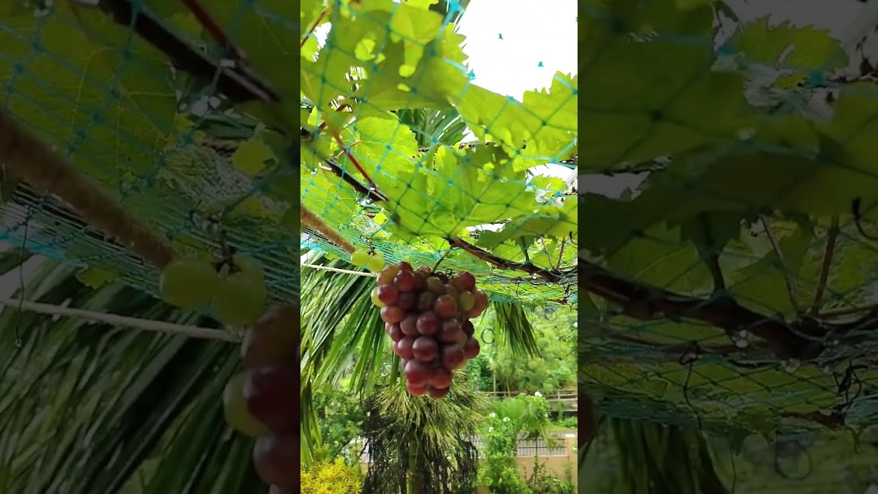 മുന്തിരി പറിക്കാൻ പോരുന്നോ?🍇🍇