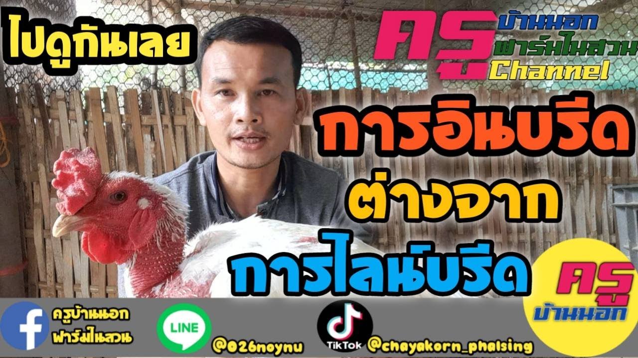 การอินบรีดสายพันธุ์กับการไลน์บรีดสายพันธุ์ต่างกันอย่างไรคลิปนี้มีคำตอบ