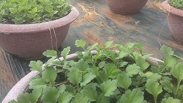 Bấm ngọn cúc đại đoá #hoatet2024#cucdaidoa