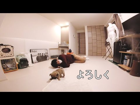 生後２ヶ月の赤ちゃんと男ふたり暮らしスタート！[パグ0歳♂とアラサー独身男]