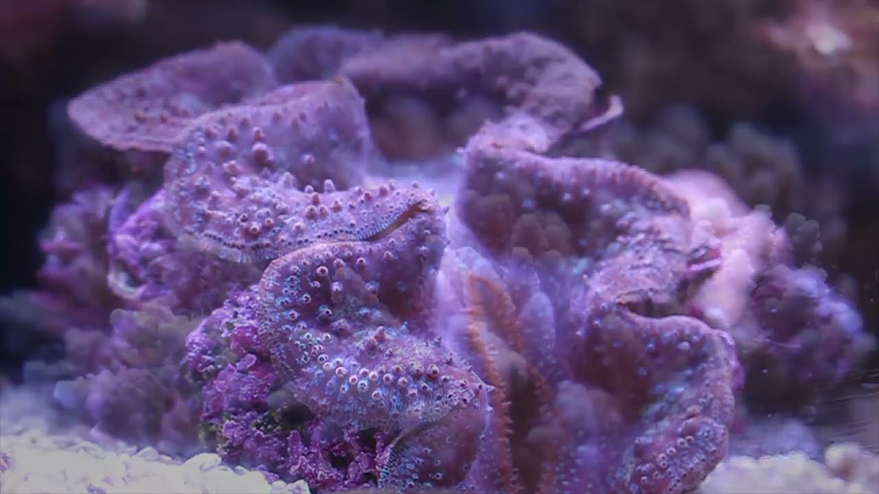 OF® Ocean Free Hydra User Showcase Willy's 5 feet Reef