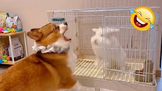 When Animals Lose It: Abstract Cat Chaos & Super Cute Otters! 🦦💥 screenshot 3
