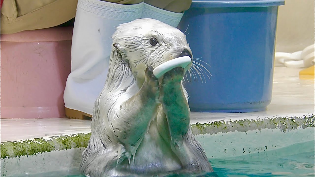 ラッコ　メイちゃんとキラちゃん　パフォーマンスをして決めポーズです　【鳥羽水族館】Sea otter Mei-chan Kira-chan Toba Aquarium