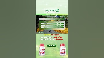 Giá lúa gạo hôm nay 16/12/2025 | GIÁ GẠO CHÂU Á BIẾN ĐỘNG | ĐBSCL GIÁ LÚA TƯƠI TĂNG NHẸ.