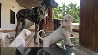 Mudhol Puppies meet Great Dane |  Funniest & Cutest  Puppies #72 - Funny Puppy Videos 2020 by Which Dog Should I Get? Dog Breed Selector 33 views 3 years ago 1 minute, 36 seconds