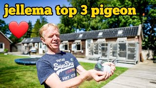 Racing Pigeons Long Distance: Top 3 Champions from Jell Jellema