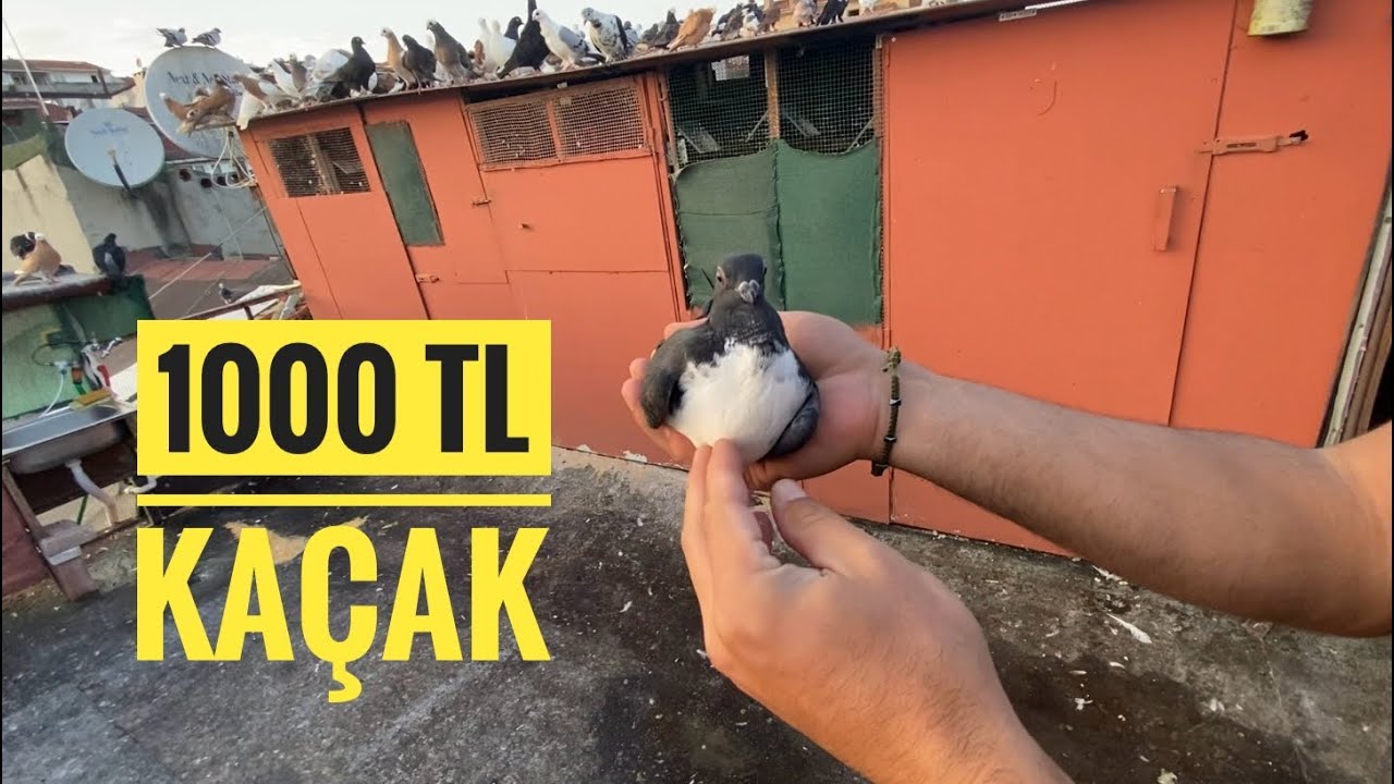 RECEBİN ÇATISINA GİTTİK ÇOK GÜZEL KUŞLAR YAKALAMIŞLAR 1000 TL DEĞERİNDE KAÇAK YAKALAMIŞLAR