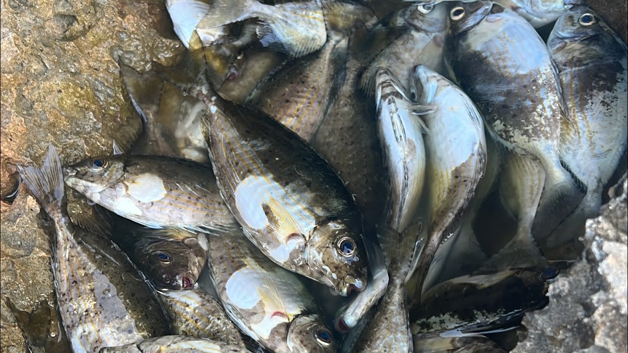 KIBRIS Karpaz Bölgesi Sokan(Sokar) Avı Yakaladık,Pişirdik,Afiyetle Yedik Herkese Rastgele 🎣