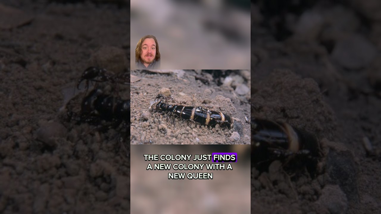 Weird Wildlife: Driver Ant 