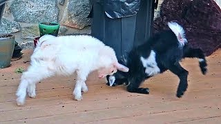 Baby Goat Fail - Try Not To Laugh Impossible!!!