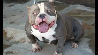 Michael Vicks Last Pitbull Died Funny Dinner