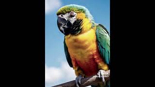kucing vs burung kakatua