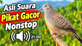 Perkutut Lokal Gacor Asli Suara Pikat Mengundang Lawan