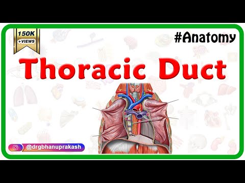Video: Thoracic Duct Anatomy, Diagram & Function - Kroppskart