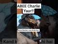 I hope She knows..🐶🫶 #fylpシviralシ #cutepuppy #dobermanlife #doggysdad #shorts #petlover #ladli #asmr