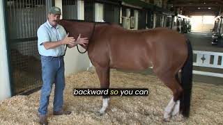Releasing tension from horse's scapula
