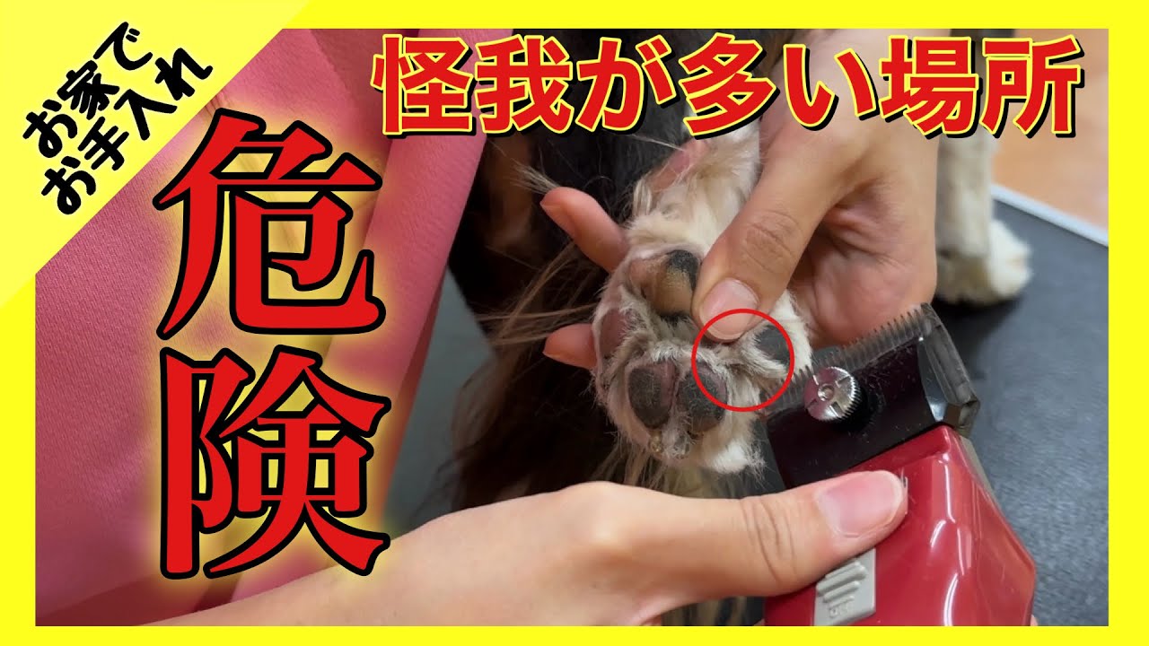 【お家でお手入れ③】犬の足裏バリカン時の怪我の理由と剃らない範囲の話