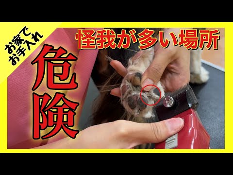 【お家でお手入れ③】犬の足裏バリカン時の怪我の理由と剃らない範囲の話